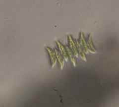 Scenedesmaceae