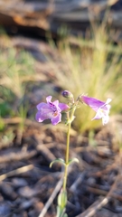 Penstemon oliganthus