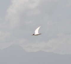 Sternula