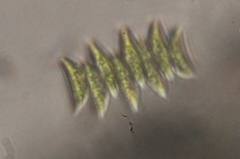 Scenedesmaceae