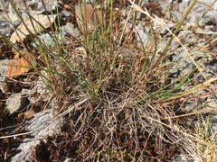 Poa stenantha