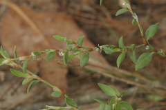 Polygonum maritimum