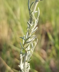 Artemisia carruthii carruthii