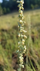 Artemisia carruthii carruthii