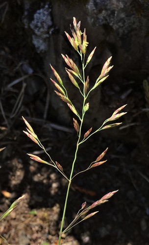 Poa stenantha