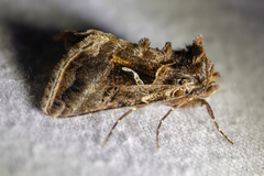 Autographa sansoni