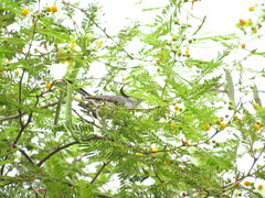 Polioptila nigriceps