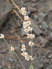 Eriogonum roseum