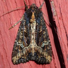 Helotropha reniformis