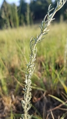 Artemisia carruthii carruthii