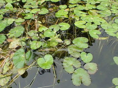 Caltha natans