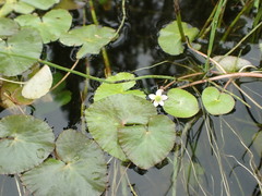 Caltha natans