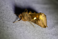 Autographa metallica