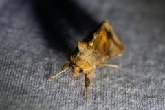 Autographa metallica