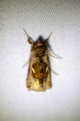 Autographa metallica