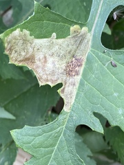 Liriomyza taraxaci