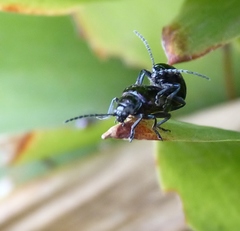 Macrohaltica transversa