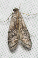 Euzophera vinnulella