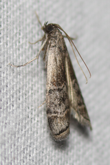 Euzophera vinnulella