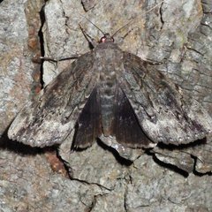 Catocala residua