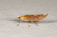 Ypsolopha dentiferella