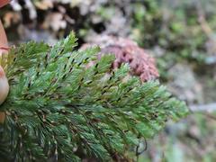 Abrodictyum elongatum