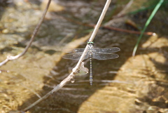 Cordulegaster trinacriae