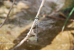 Cordulegaster trinacriae