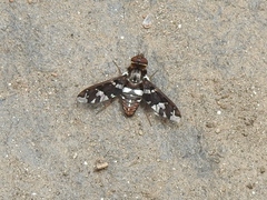 Exoprosopa caliptera