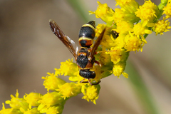 Euodynerus castigatus