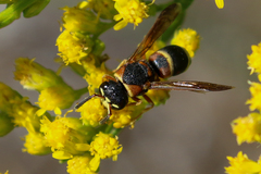 Euodynerus castigatus