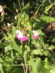 Impatiens balfourii