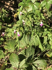 Impatiens balfourii