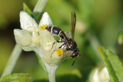 Parancistrocerus pensylvanicus