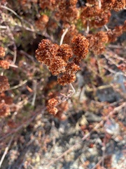 Eriogonum fasciculatum