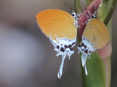 Eooxylides tharis distanti