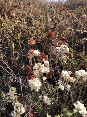 Eriogonum fasciculatum