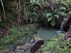 Abrodictyum elongatum