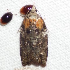 Acleris celiana