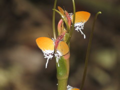 Eooxylides tharis distanti