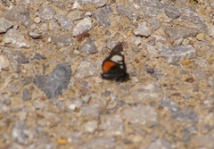 Psychomorpha epimenis