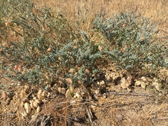 Astragalus douglasii parishii