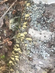Trichaptum laricinum