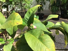 Citrus medica sarcodactylis
