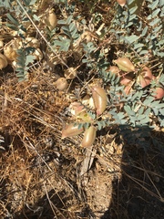 Astragalus douglasii parishii