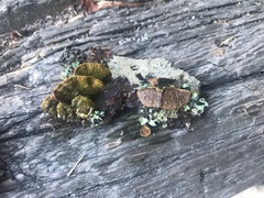Trichaptum laricinum