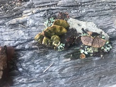 Trichaptum laricinum