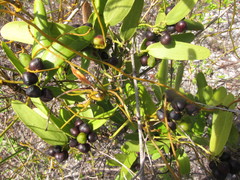 Smilax havanensis