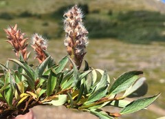 Salix cascadensis