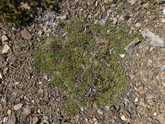 Salix cascadensis